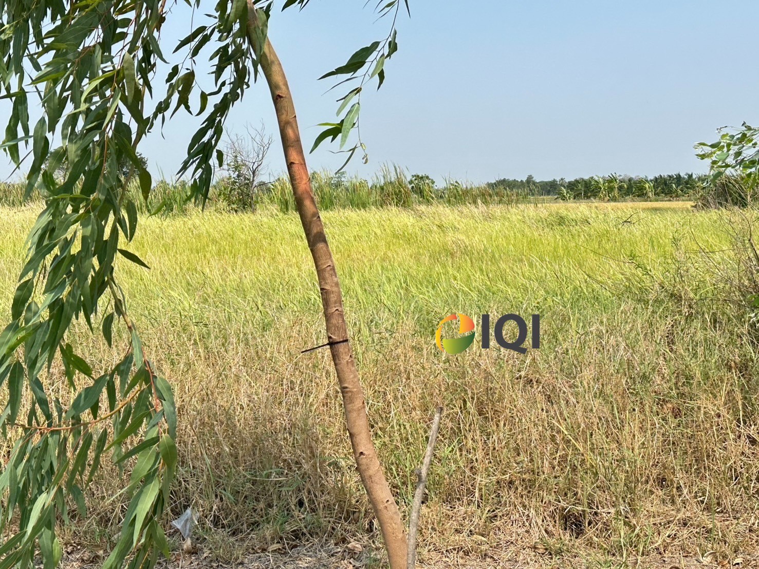 ขายที่ดินเปล่า ซอยสุวินทวงศ์ 47 ผังสีเขียว โครงการไอซ์แลนด์พาร์ค ซอยธรรมรัตน์ #LB52 – 001000