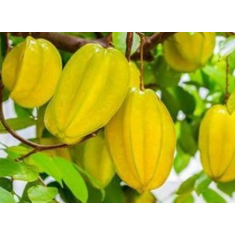 💢#ต้นมะเฟืองหวานB17 ผลไม้ประโยชน์เยอะ พร้อมลงปลูกต่นสวยค่ะ