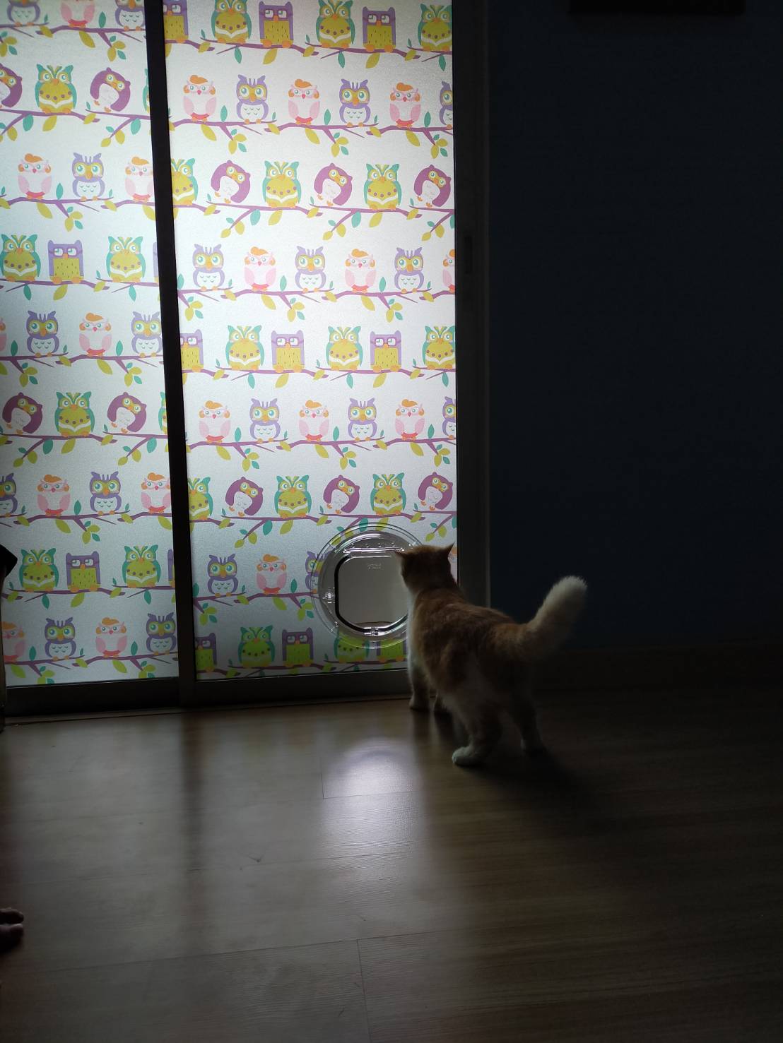 ประตูแมวติดกระจก