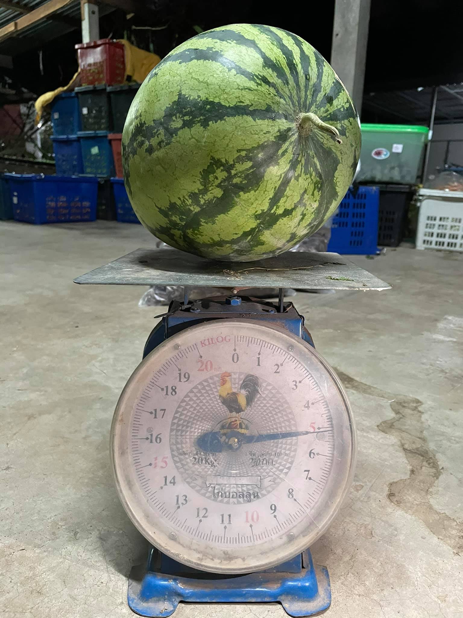 แตงโมอินทรีย์ 100%