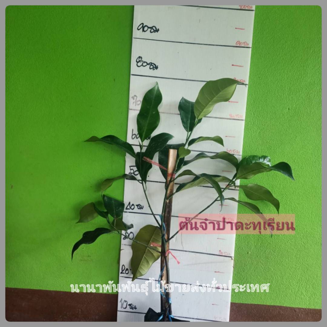 ต้นจำปาดะทุเรียน จำปาดะ กิลิ่นทุเรียน หอมหวานอร่อย ต้นพันธุ์ทาบกิ่ง พร้อมส่งคะ