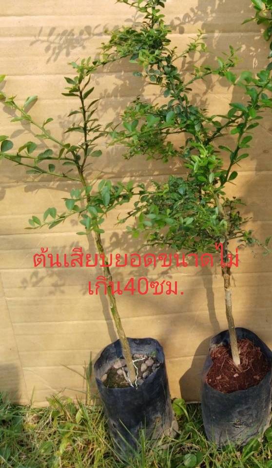 มะนาวคาเวียร์ มะนาวนิ้วมือ Finger Lime