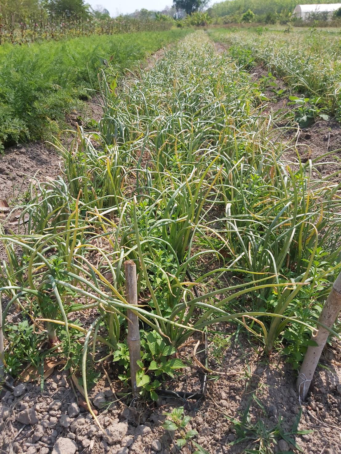 หอมแขก 1 กก.