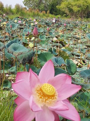 ฝักบัวสดพันธุ์พื่้นบ้าน 9-10 ฝัก หอมหวาน อร่อยมากคคับ