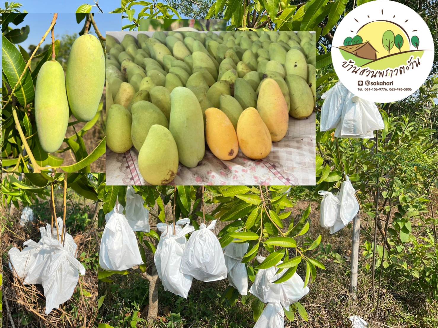 เปิดจอง มะม่วงสุกไร้สารพิษ 3 กก.