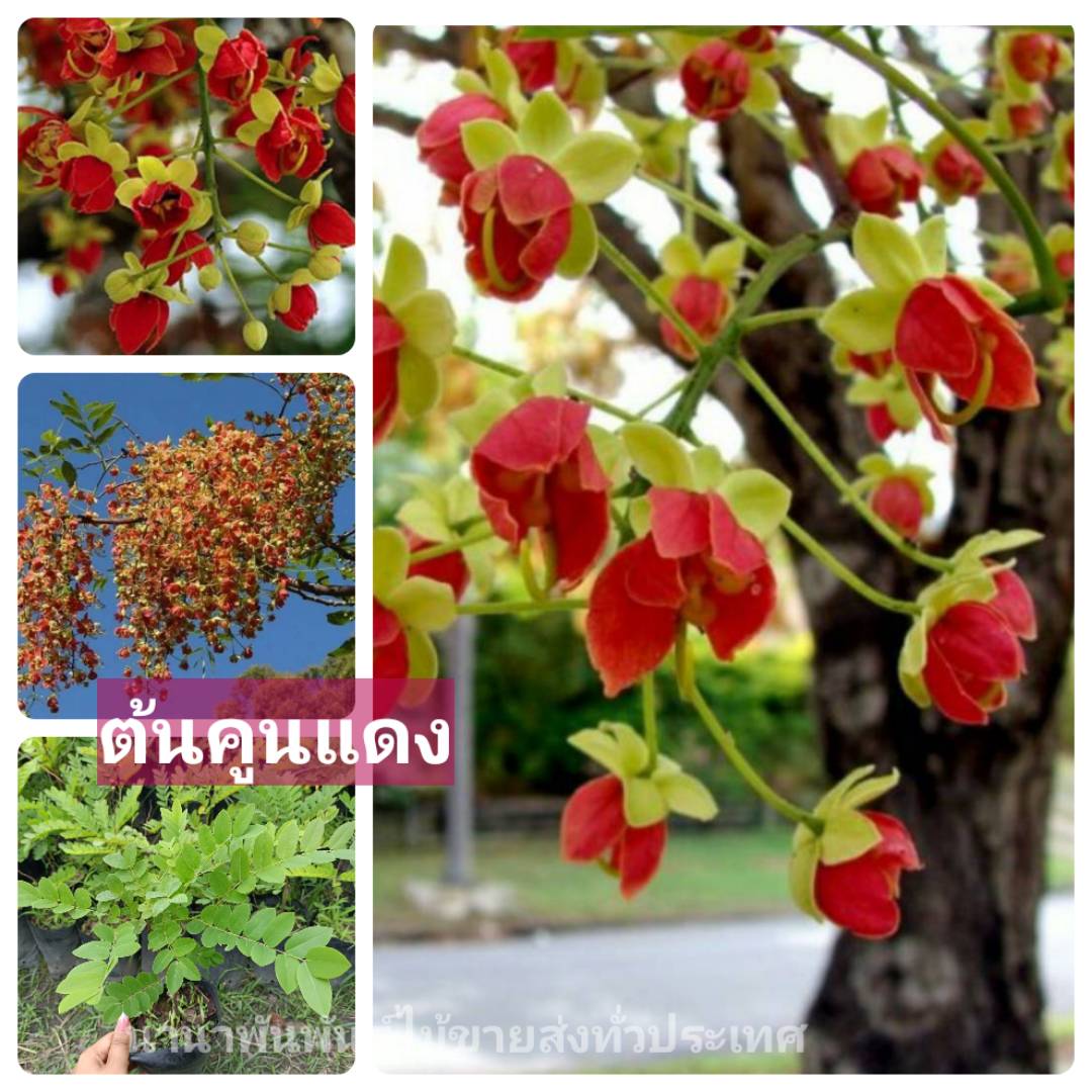 📌📌 ต้นคูนแดง📌📌 คูนแดง ลำต้นโตสวยมากคะ “คูนแดง” มีถิ่นกำเนิดจาก ประเทศออสเตรเลีย