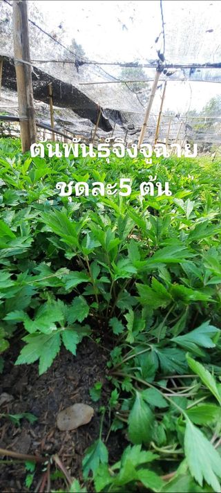 ต้นพันธุ์จิงจูฉ่ายชุดละ 10 ต้น