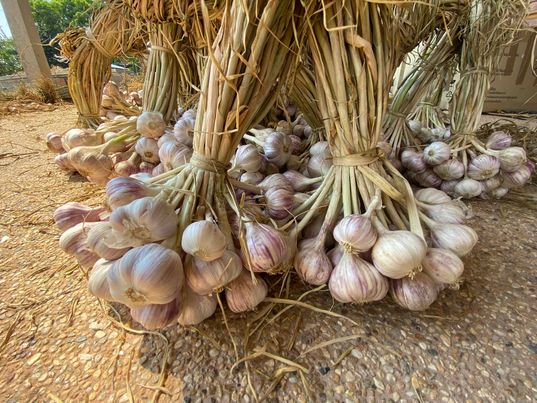 กระเทียมอินทรีย์ น้ำหนัก 1,000 กรัม พร้อมส่งจ้า