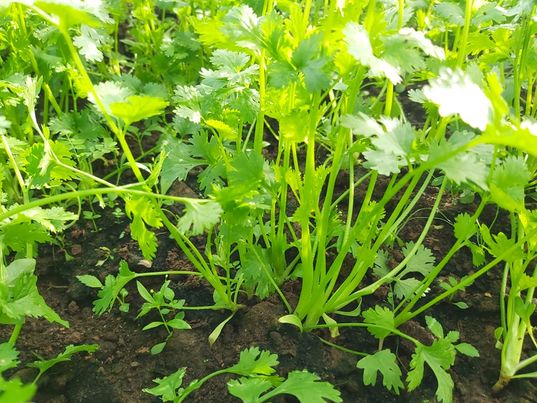 ผักชีไทย ออแกนิค บรรจุ 200 กรัม