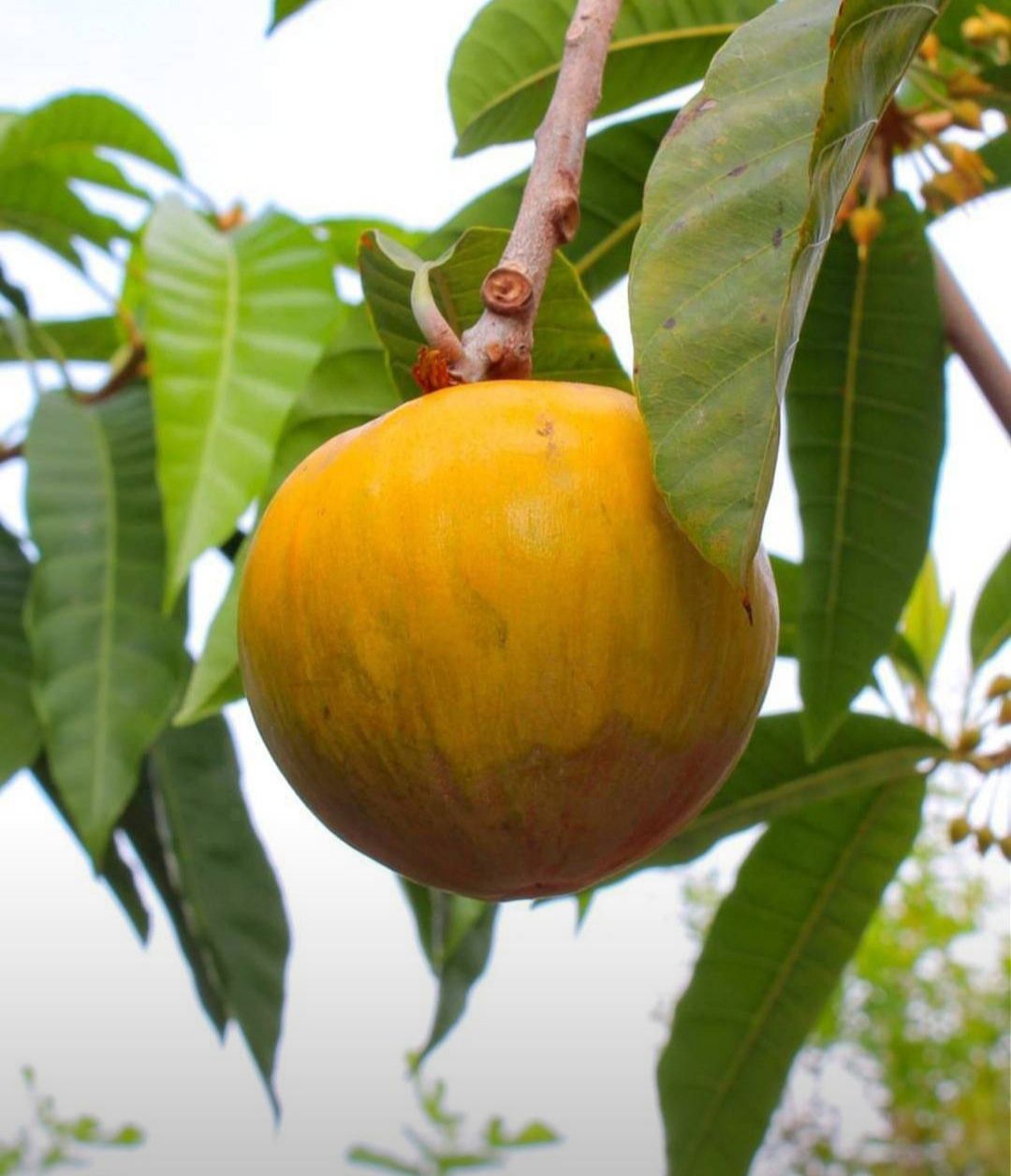 #ต้นเซียนท้อซาลาเปา ผลกลมน่ารับประทาน ต้นสวยพร้อมส่ง