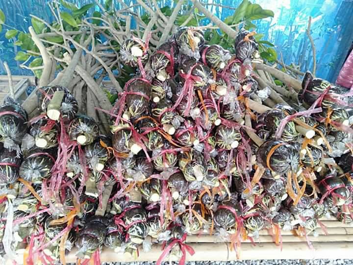 ต้นผักหวานป่า กิ่งตอนผักหวาน ผักหวานป่า ผักหวาน