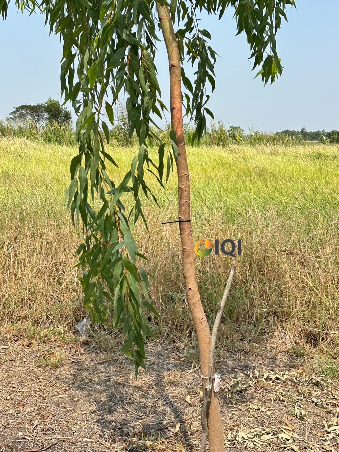 ขายที่ดินเปล่า ซอยสุวินทวงศ์ 47 ผังสีเขียว โครงการไอซ์แลนด์พาร์ค ซอยธรรมรัตน์ #LB52 – 001000