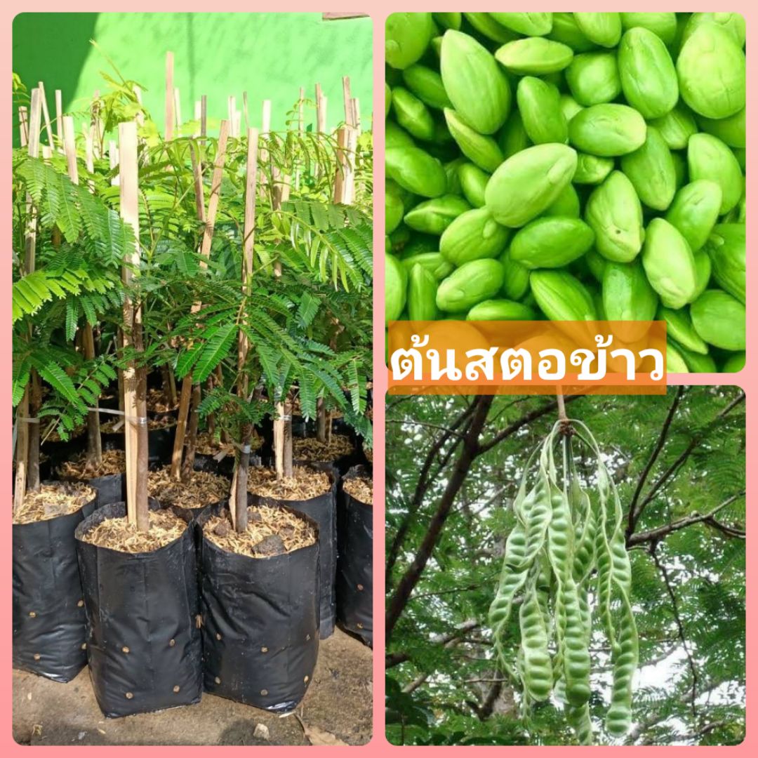 ต้นสตอข้าวติดตาขนาด 50-60 cm.ราคาถูกๆพร้อมจัดส่งค่ะ