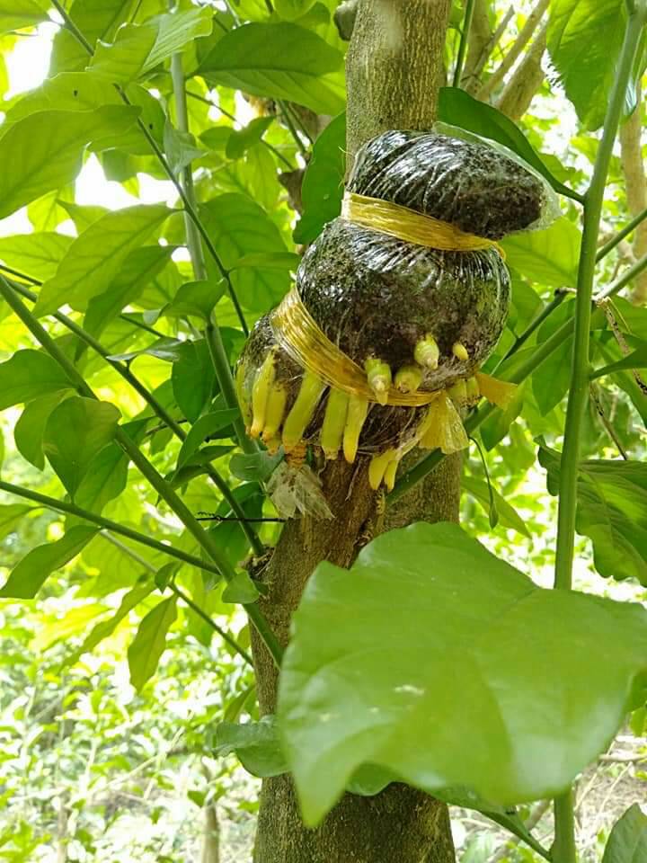 ต้นผักหวานป่า กิ่งตอนผักหวาน ผักหวานป่า ผักหวาน