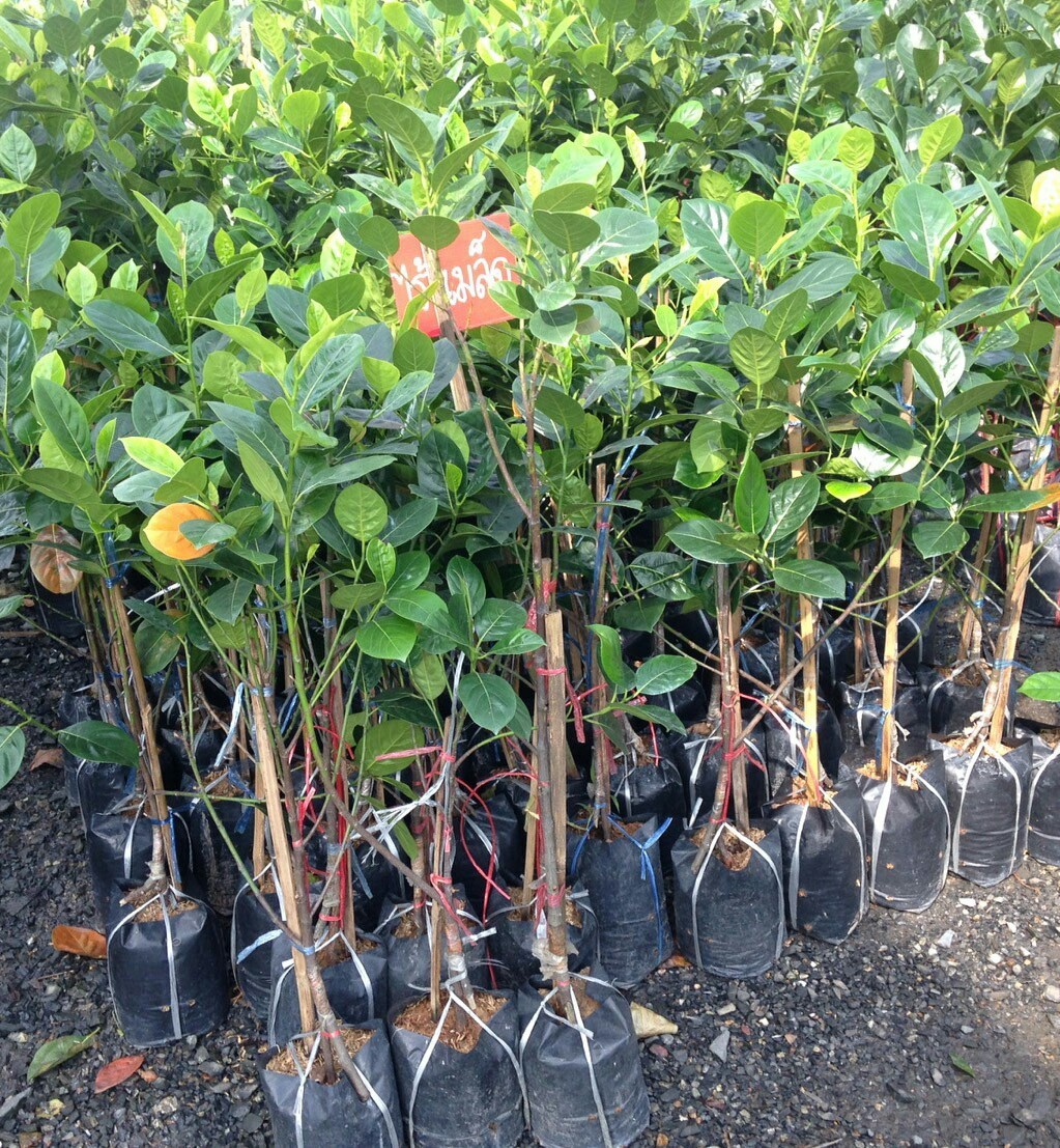 ต้นขนุนไร้เมล็ดเพชรน้ำผึ้ง