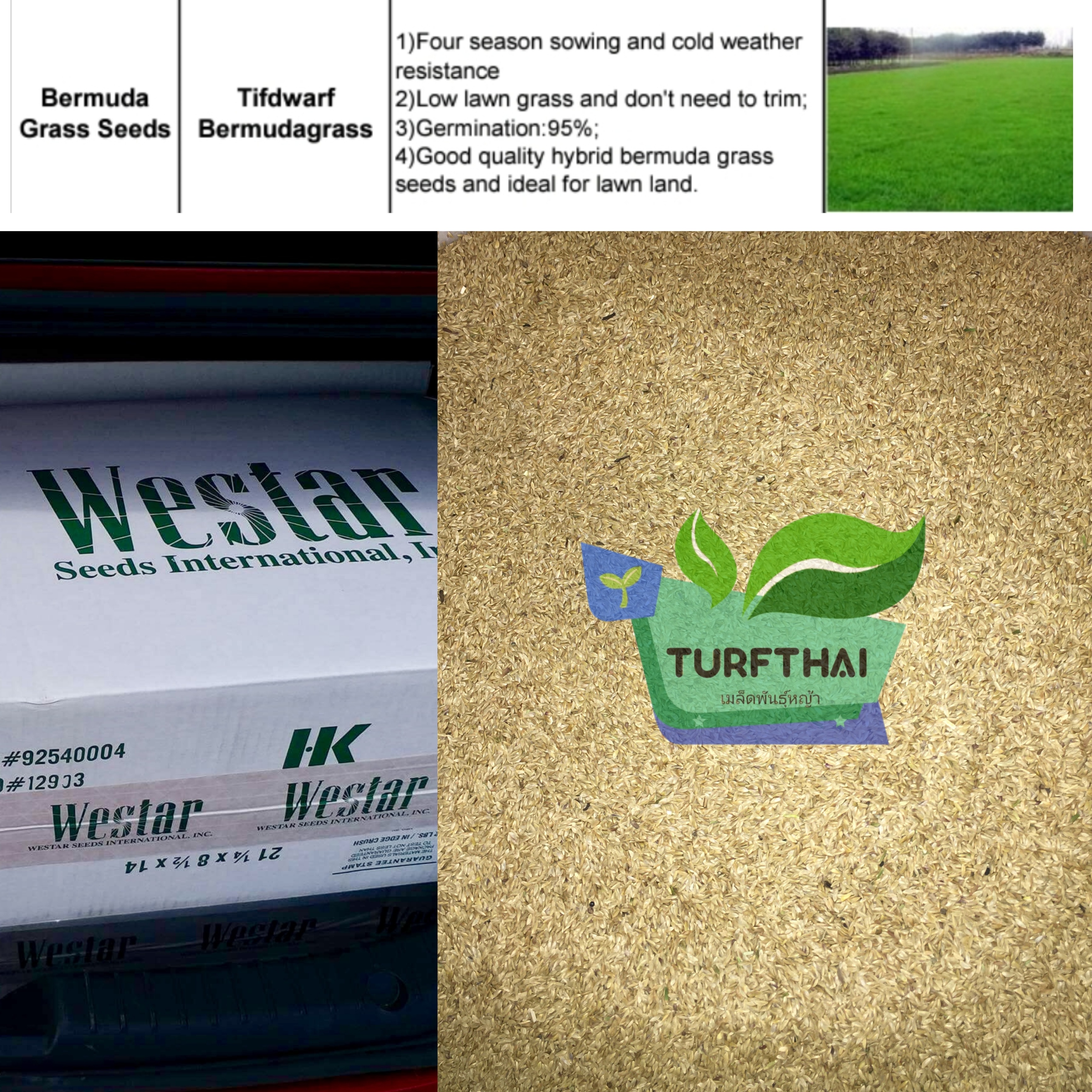 (1กก.)เมล็ดหญ้าเบอร์มิวด้า+น้ำยาแช่เมล็ด
