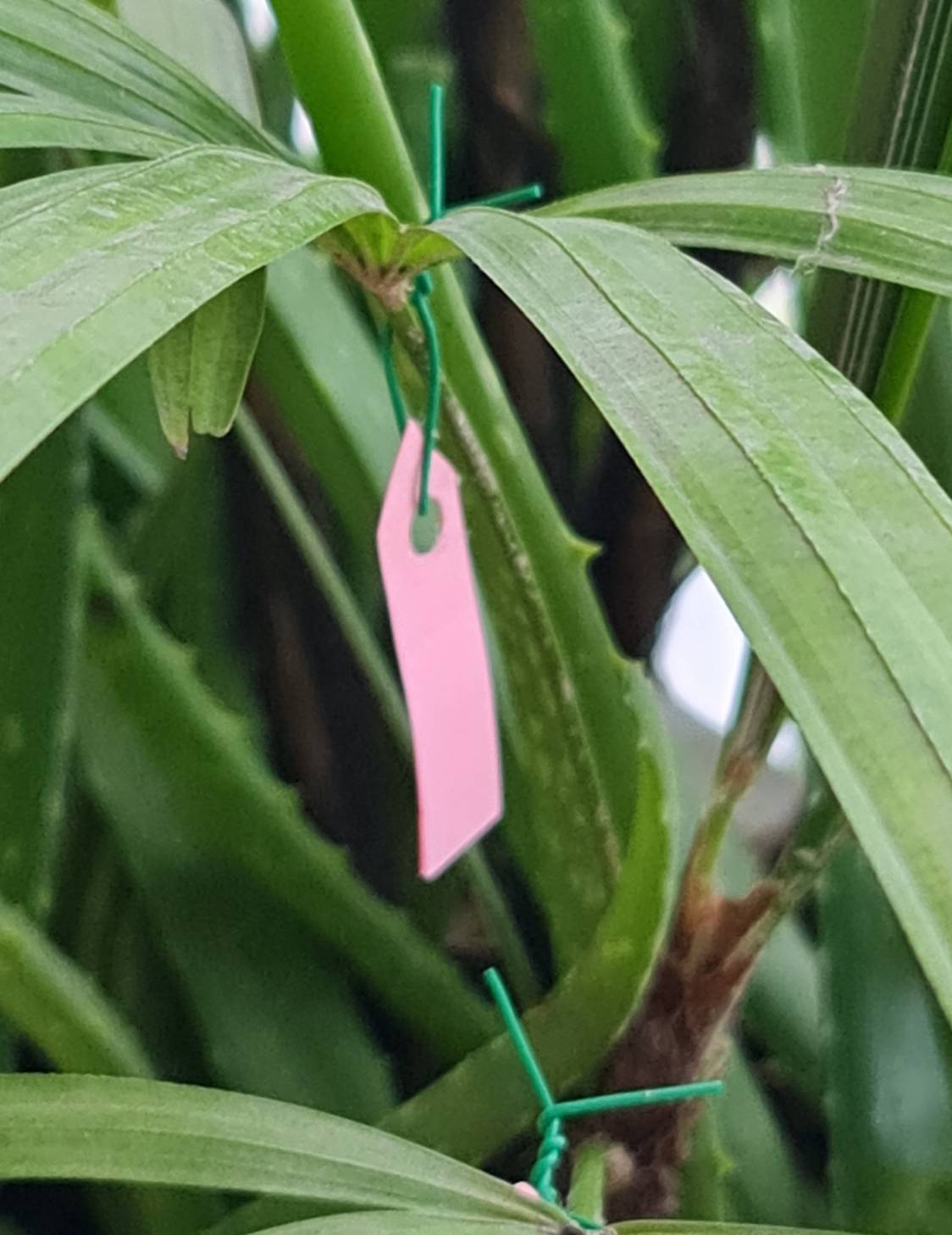 ลวดหุ้มกลม ลวดเคลือบพลาสติกกลม ลวดเคลือบ ลวดมัดต้นไม้ #24/80M สีขาว WT24-001