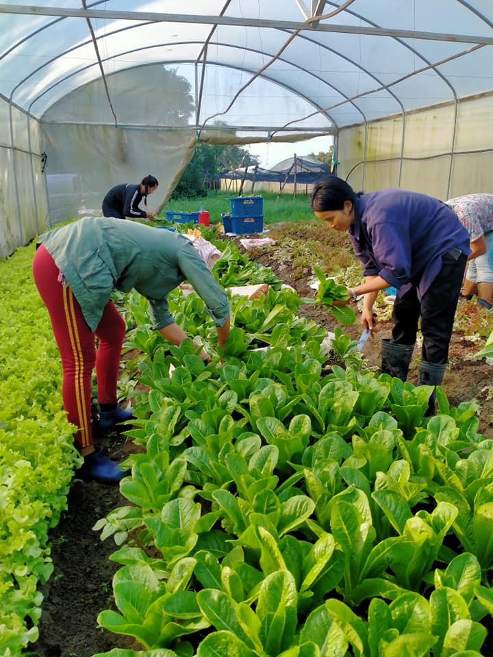 ผักสลัดคอสอินทรีย์ 100% ครึ่งกิโล