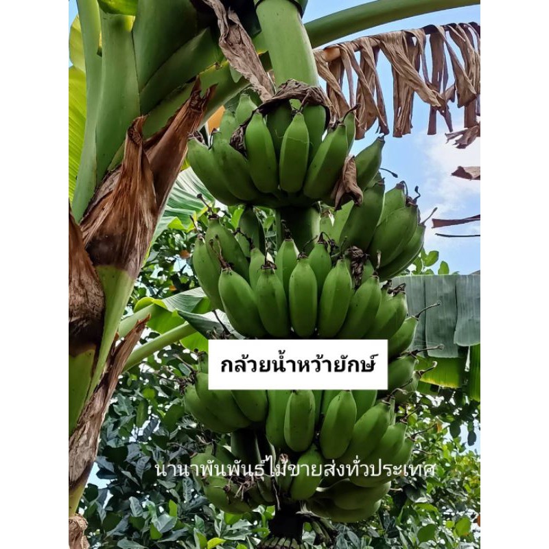 🍌🍌หน่อกล้วยน้ำหว้ายักษ์ ลูกใหญ่เครือยักษ์ พร้อมลงปลูกคะ