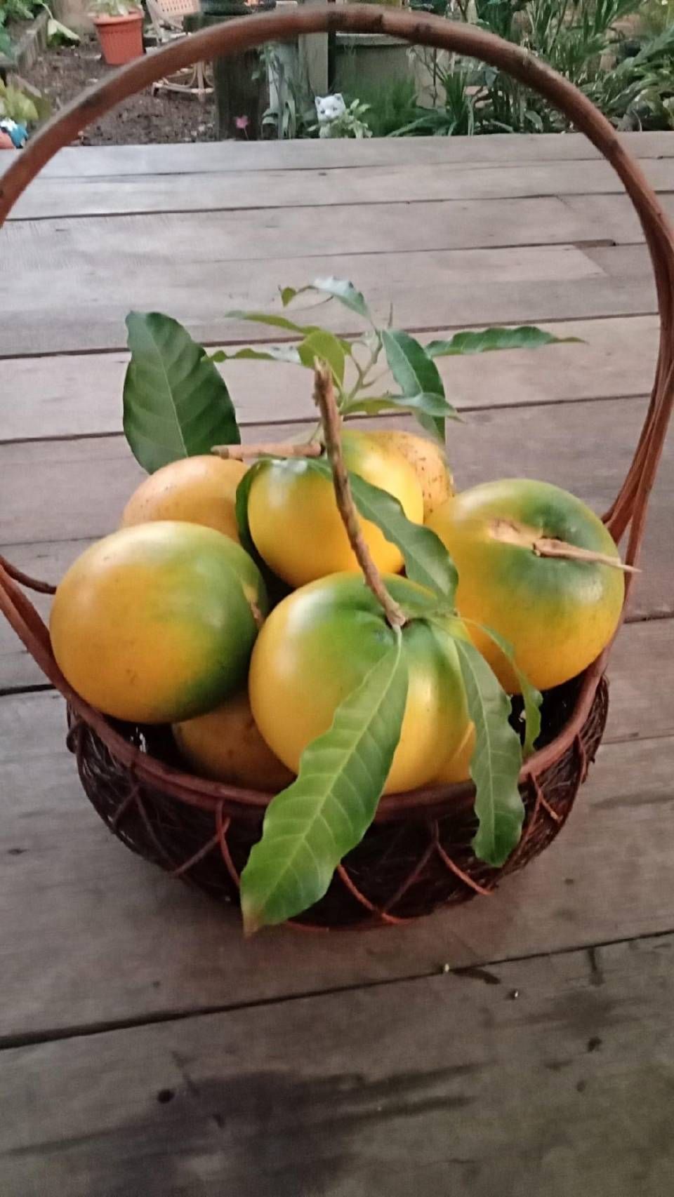 💥ต้นอะบิว เอบิวใต้หวัน ไม้ผลน่าปลูกอร่อยม๊าก