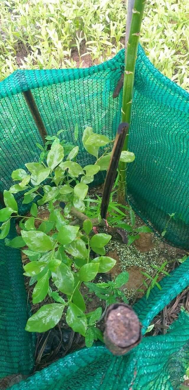 ต้นผักหวานป่า ถุงชำ ผักหวานป่าถึงชำ ผักหวาน