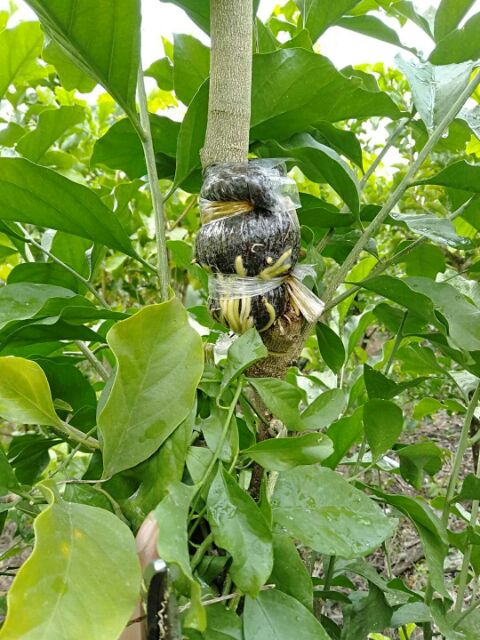 กิ่งตอนผักหวานป่า ผักหวานป่า รากแน่นๆพร้อมส่ง