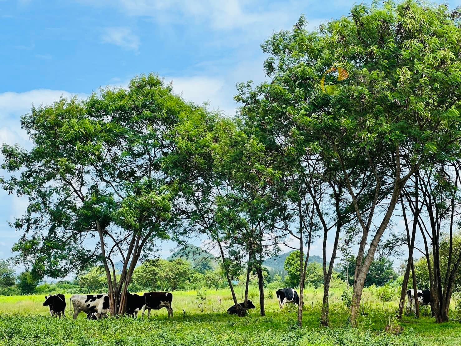 ขายที่ดิน วิวภูเขา เนื้อที่ 5ไร่ 2 งาน 81 ตารางวา ฮวงจุ้ยมังกรหลังพิงเขา