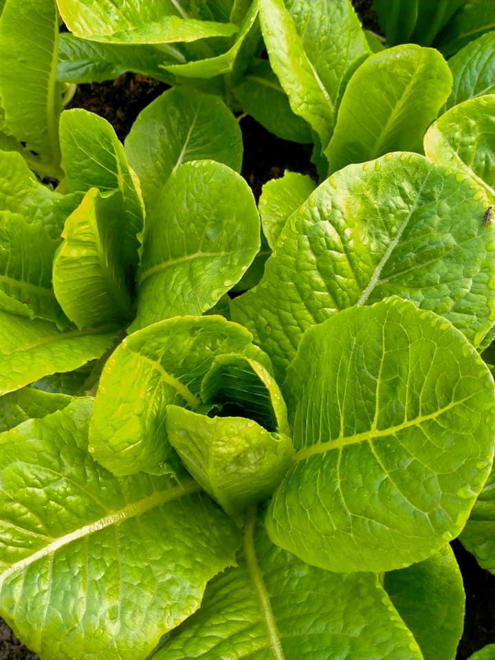 ผักสลัดคอสอินทรีย์ 100% ครึ่งกิโล