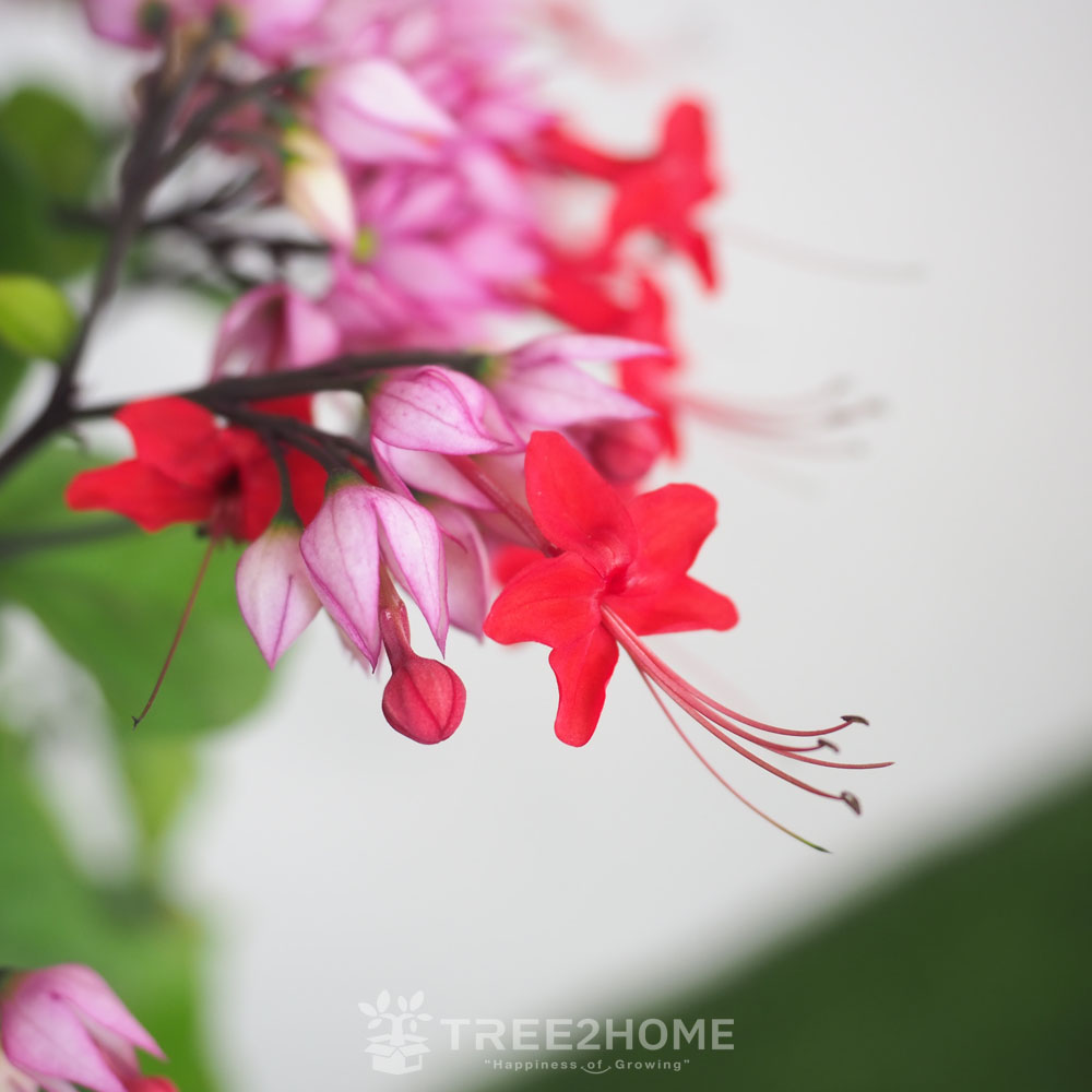 ต้นมังกรคาบแก้ว สีชมพู (พวงนาค)