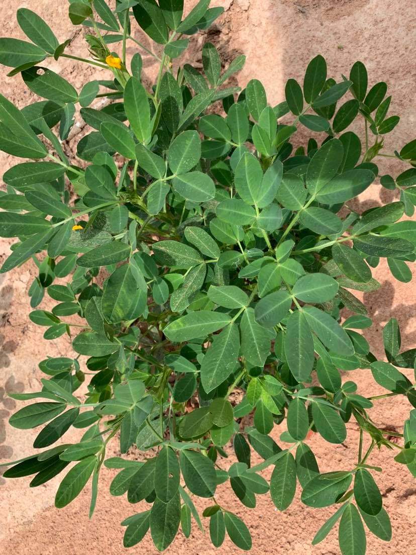 ถั่วลิสงสดอินทรีย์ไร้สารพิษ 1kg