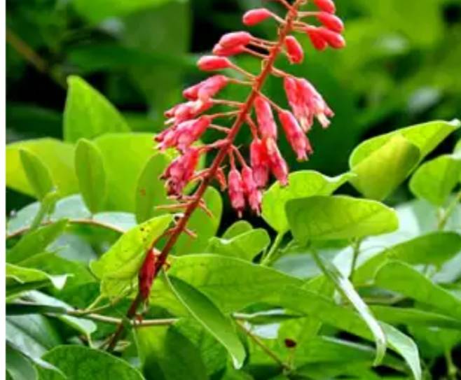 ต้นย่านางแดง