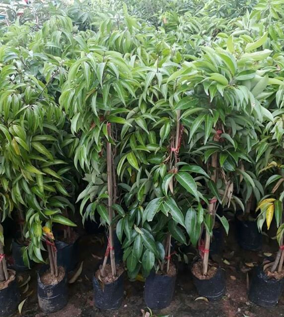 ต้นลิ้นจี่จักรพรรดิ์ขนาดต้น 60-80 ชม.