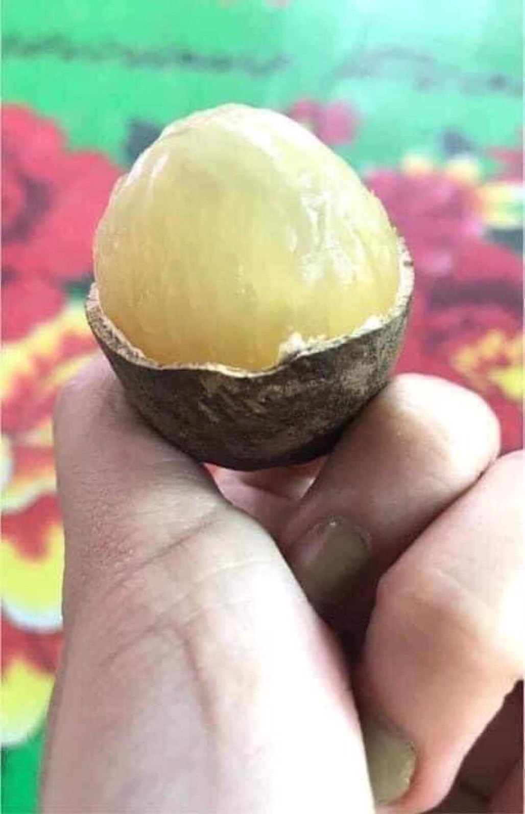 💜ต้นลำใยคริสตัล แปลกรสชาดลำใย+ลิ้นจี่ กลิ่นทุเรียน ต้นพร้อมปลูกให้ผลไว