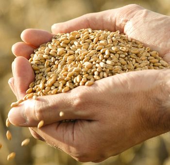 จมูกข้าวสาลี