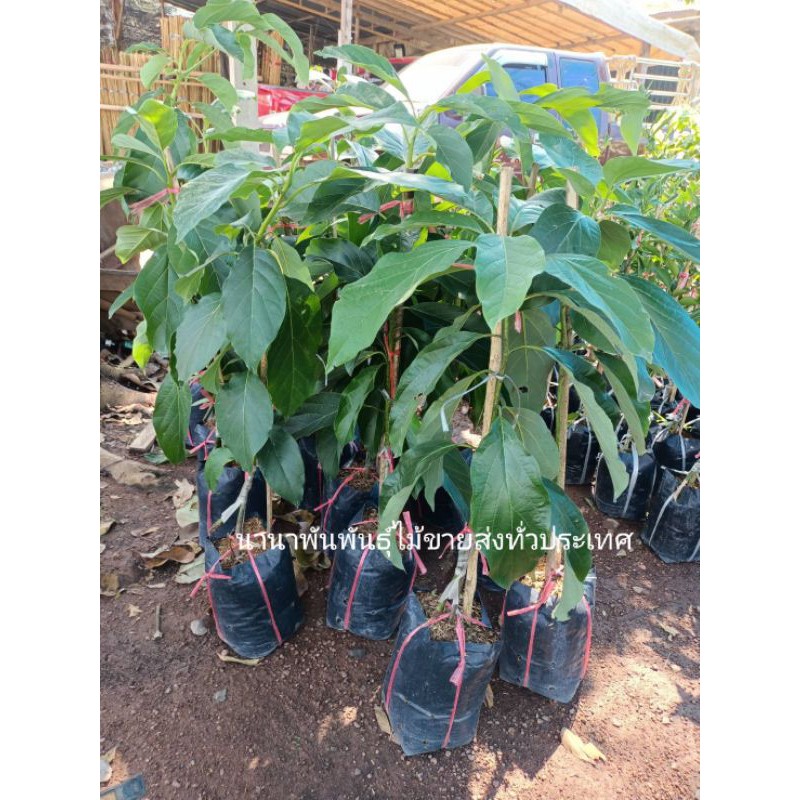 🥑🥑ต้นอโวคาโดแฮส ทาบกิ่งสวยๆจ้า