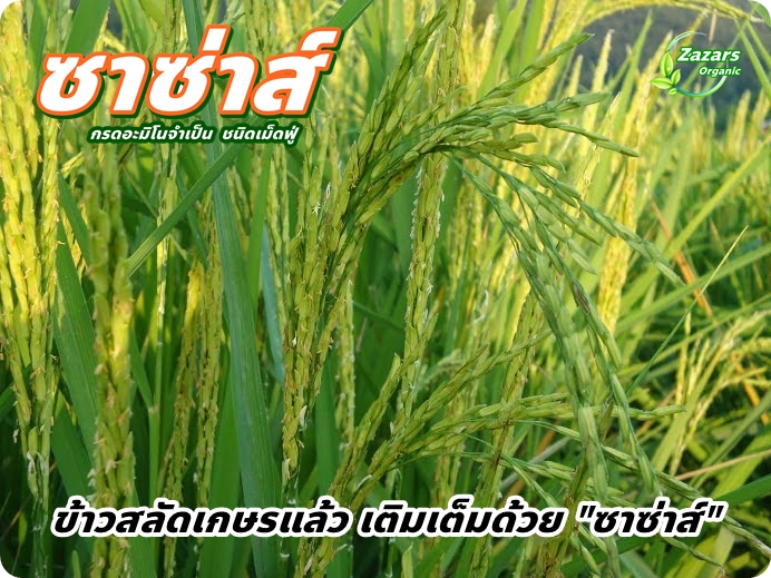 ซาซ่าส์ อะมิโนเข้มข้น ชนิดเม็ดฟู่