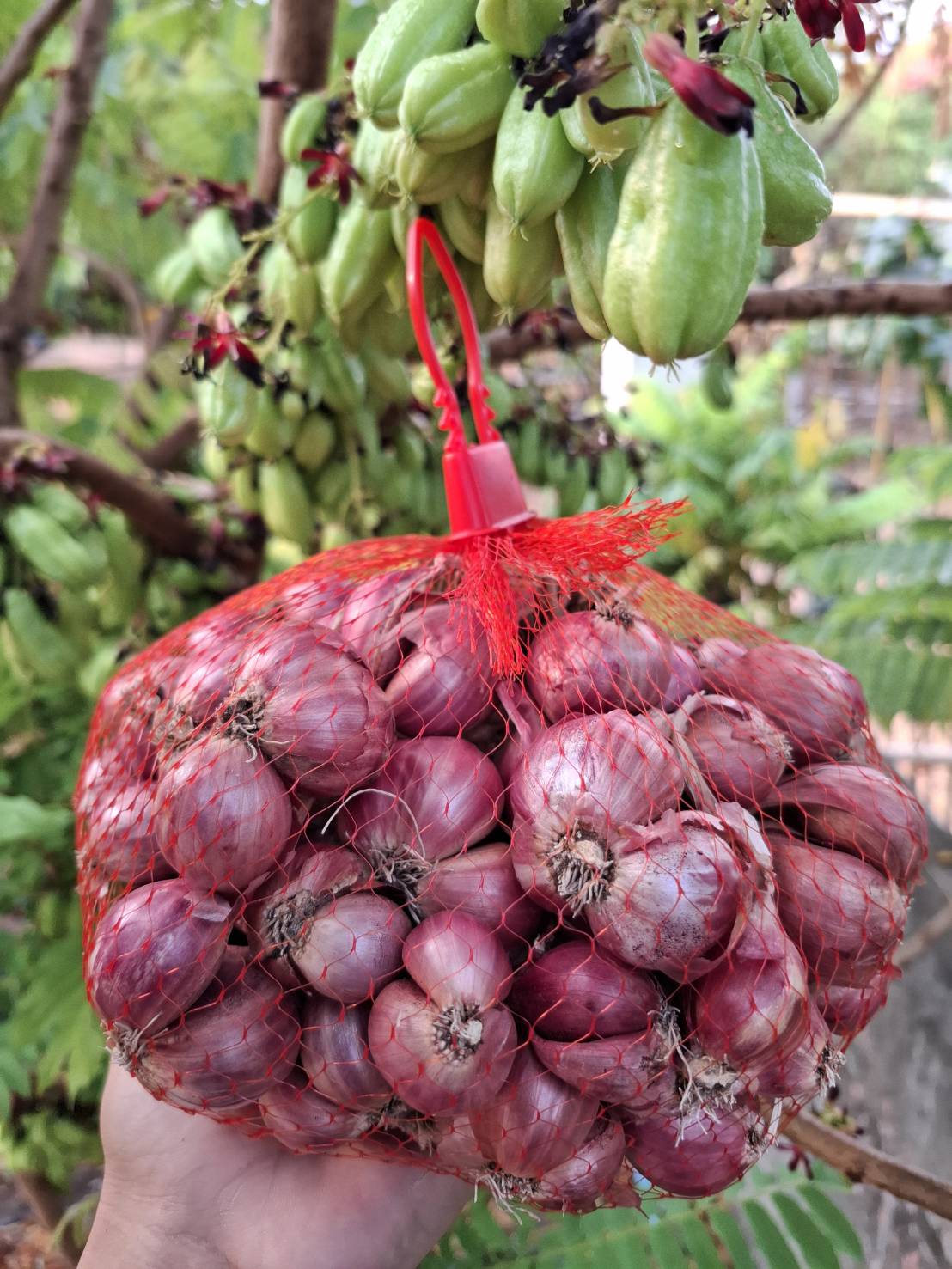 หอมแดงแห้ง จัดโปร 9 กก. ส่งฟรี ทักแชทร้านจ้า