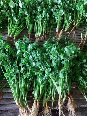 เมล็ดพันธุ์ผักชีอินเดีย100 กรัม