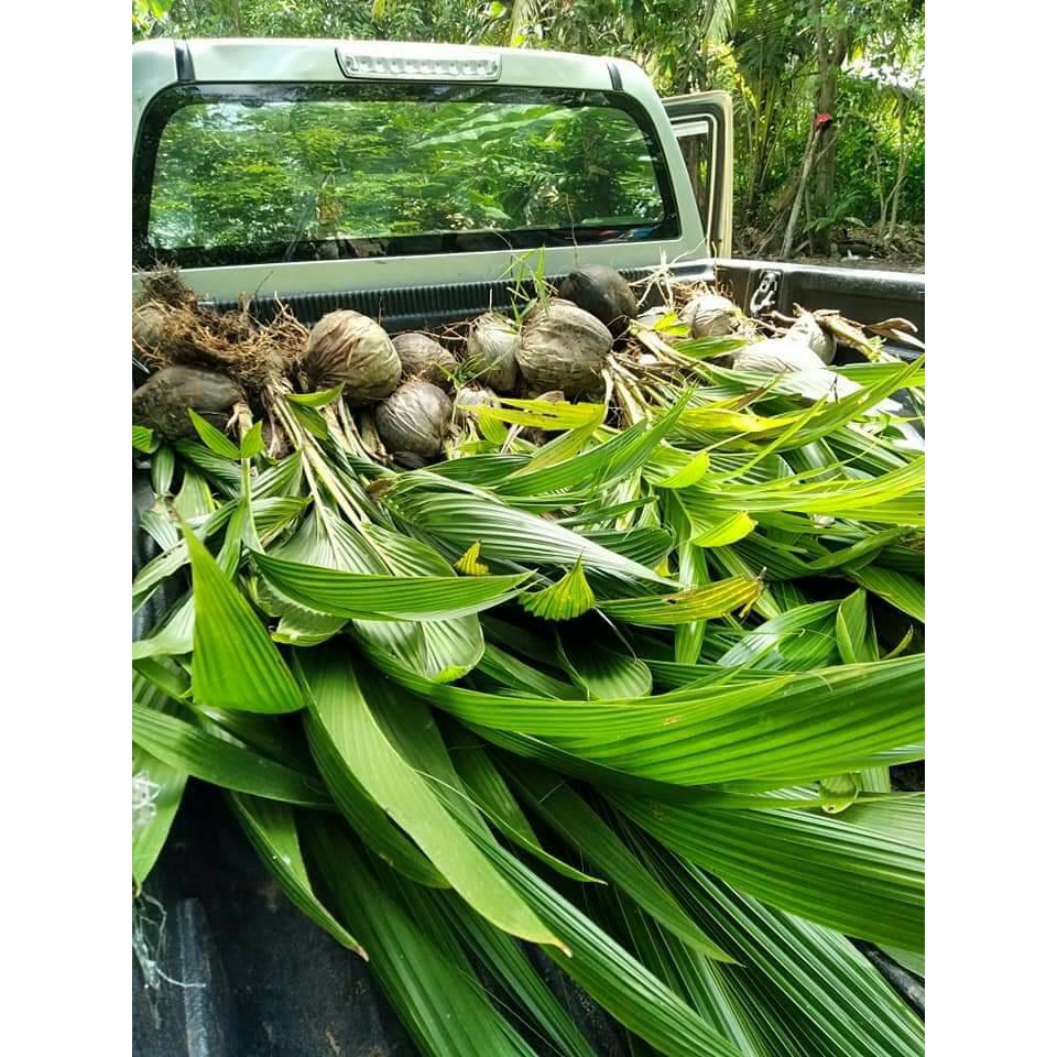 #ต้นมะพร้าวน้ำหอมพันธุ์เตี้ย มะพร้าวน้ำหอมบ้านแพ้ว