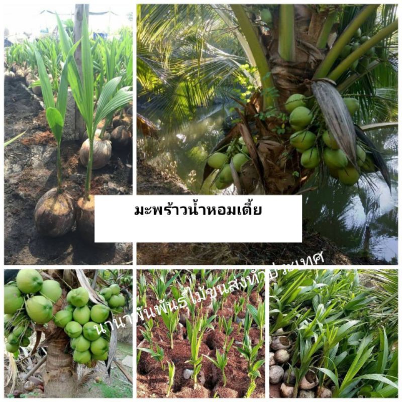 🌴#มะพร้าวน้ำหอมต้นเตี้ย พร้อมลงปลูกคะ