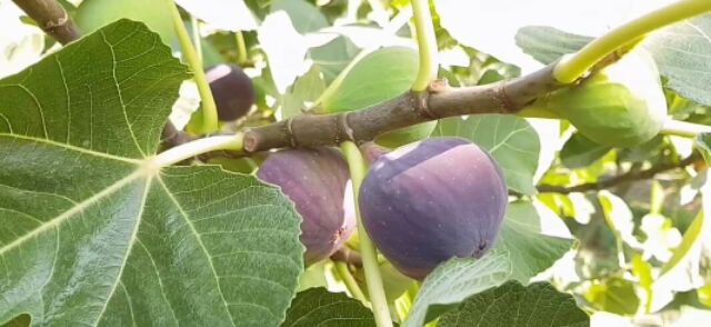 ต้นมะเดื่อฝรั่ง หรือฟิกแบล็คแจ็ค