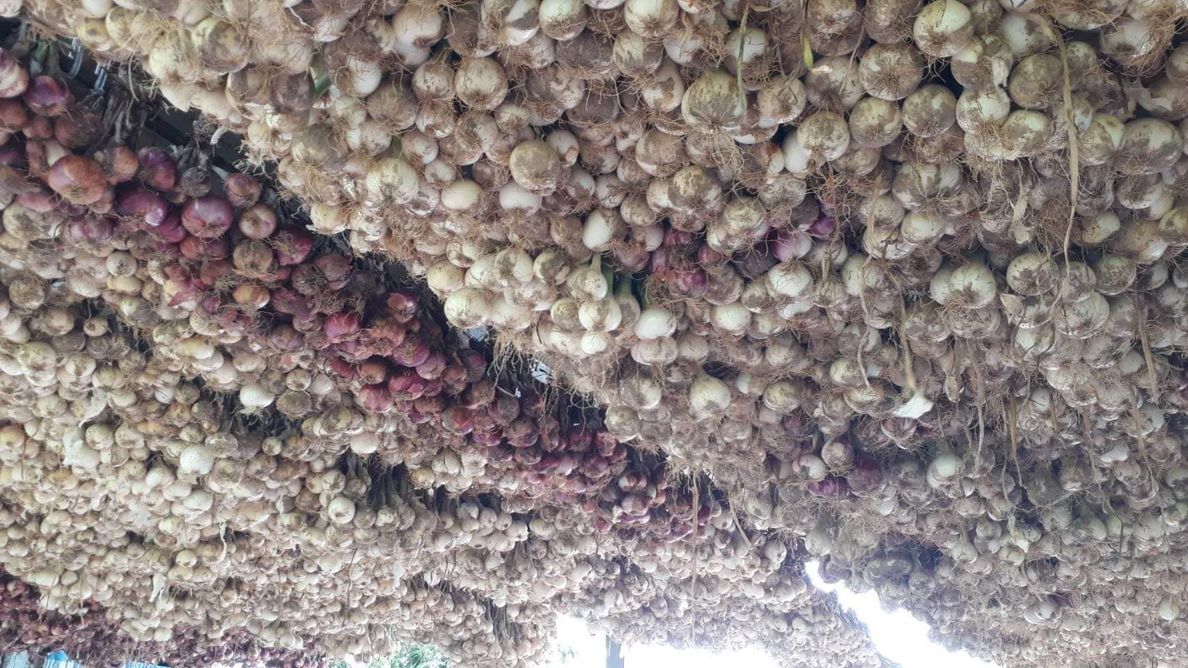 หอมหัวใหญ่อินเดีย อินทรีย์ 100%