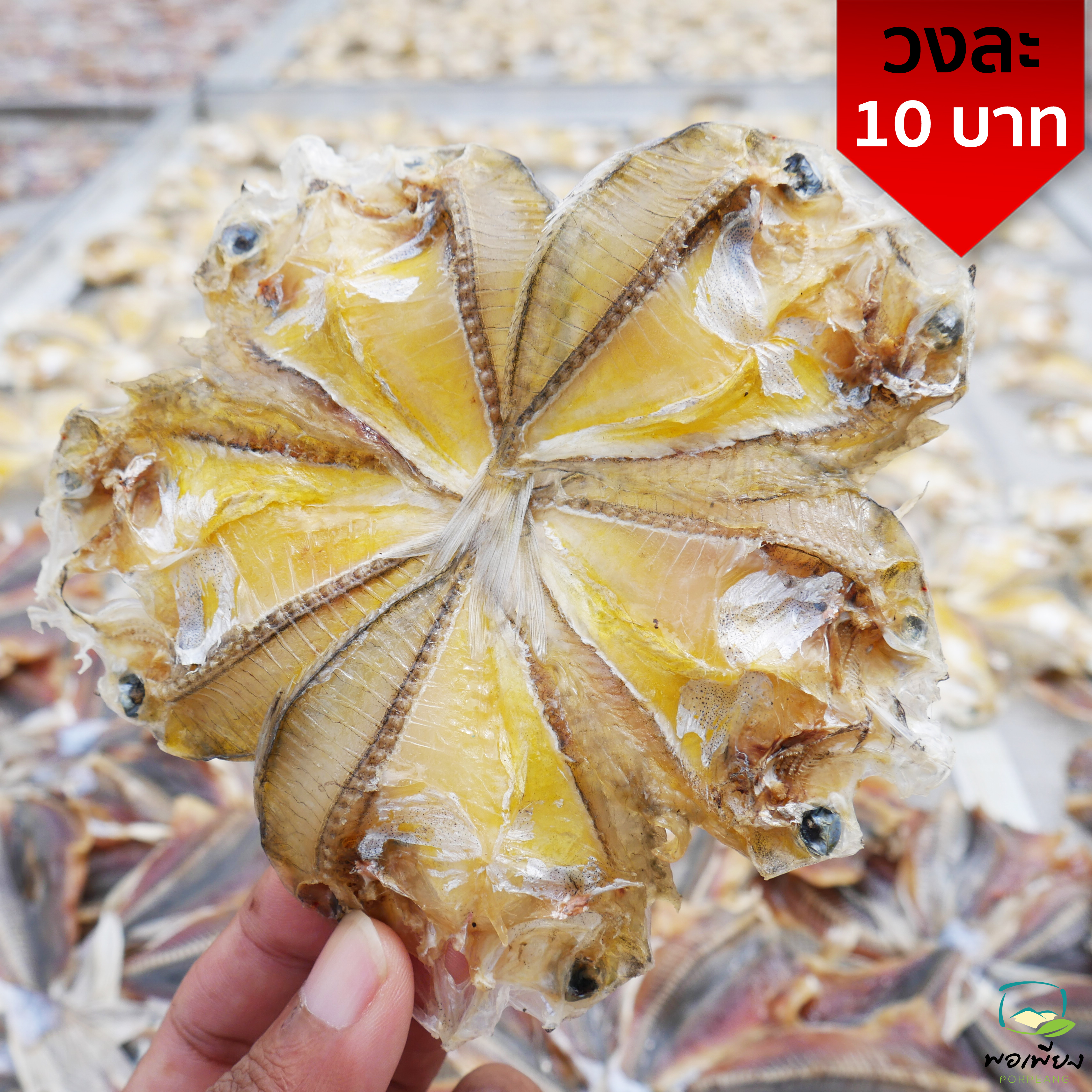 ปลาบุตตรี วงละ 10 บาท / 1แพค 100 บาท