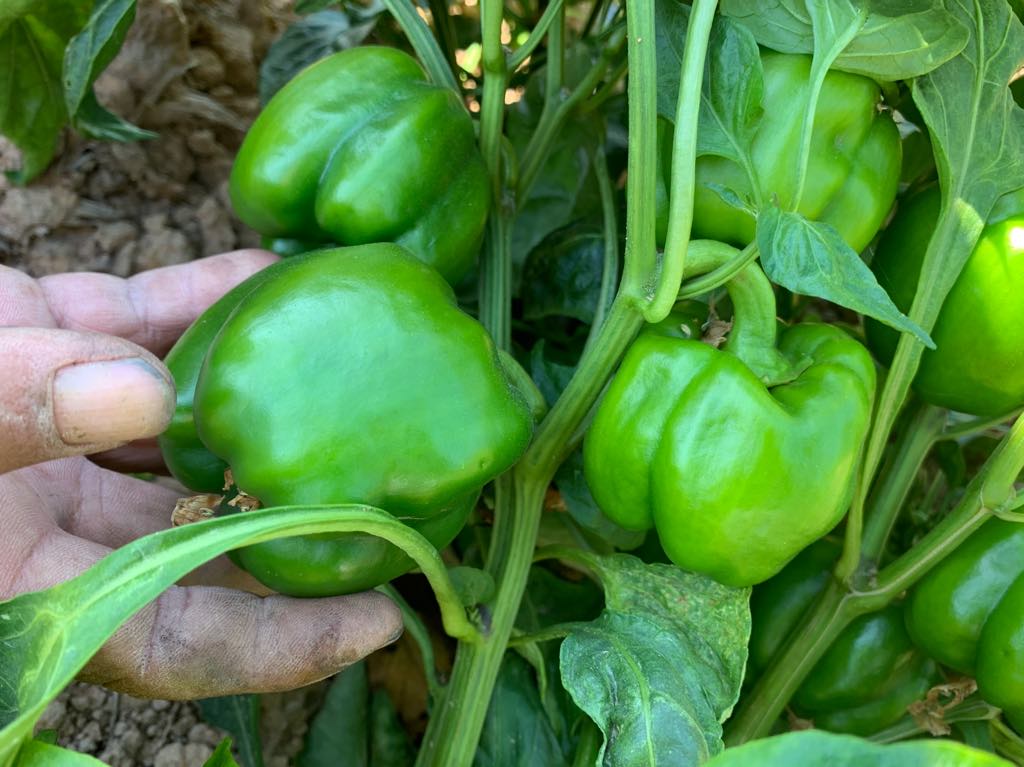 พริกหวานอินทรีย์