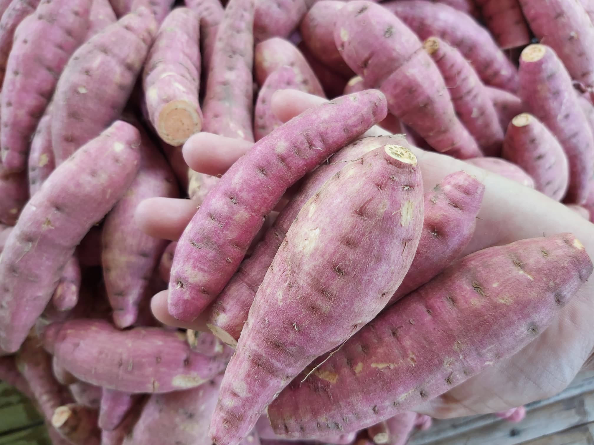 มันญี่ปุ่นอินทรีย์ "โอกินาว่า" อินทรีย์100%