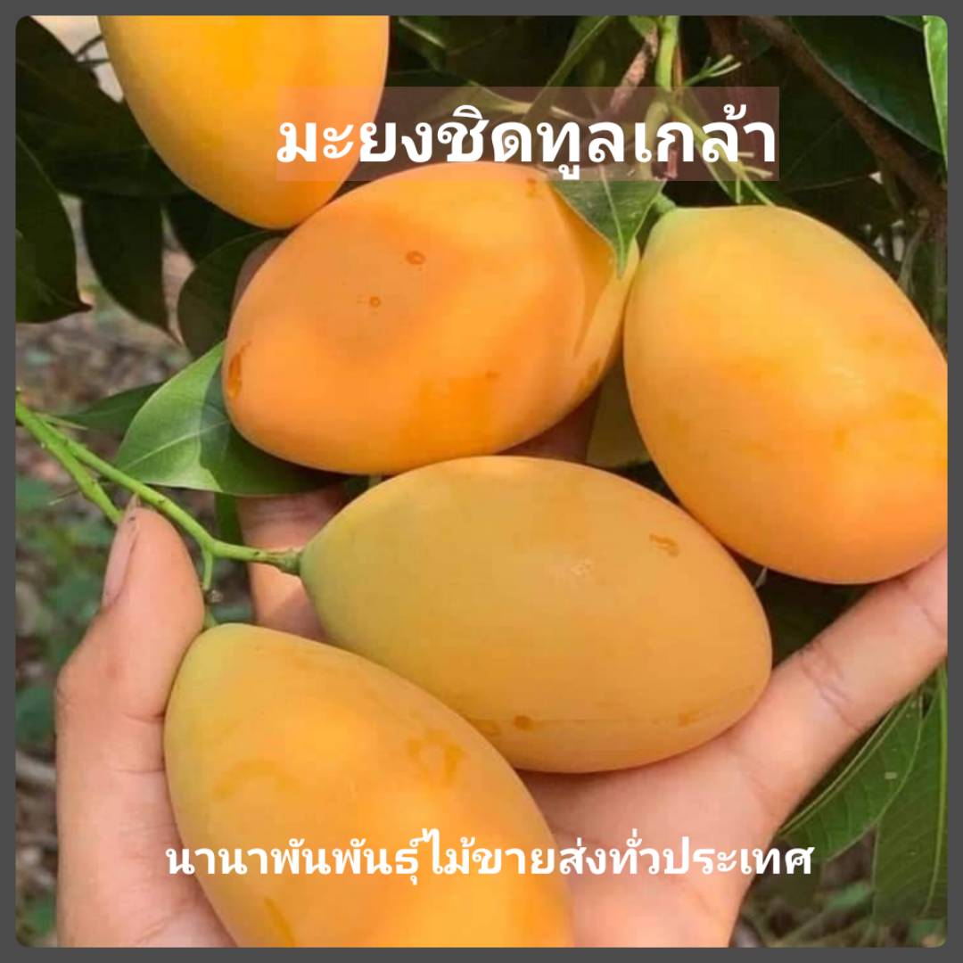 ต้นมะยงชิดทูลเกล้าหรือมะยงชิดไข่ไก่ ต้นทาบสวยๆพร้อมส่งคะ