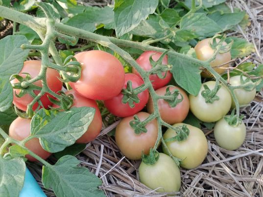 มะเขือเทศสีดา บรรจุ500กรัม