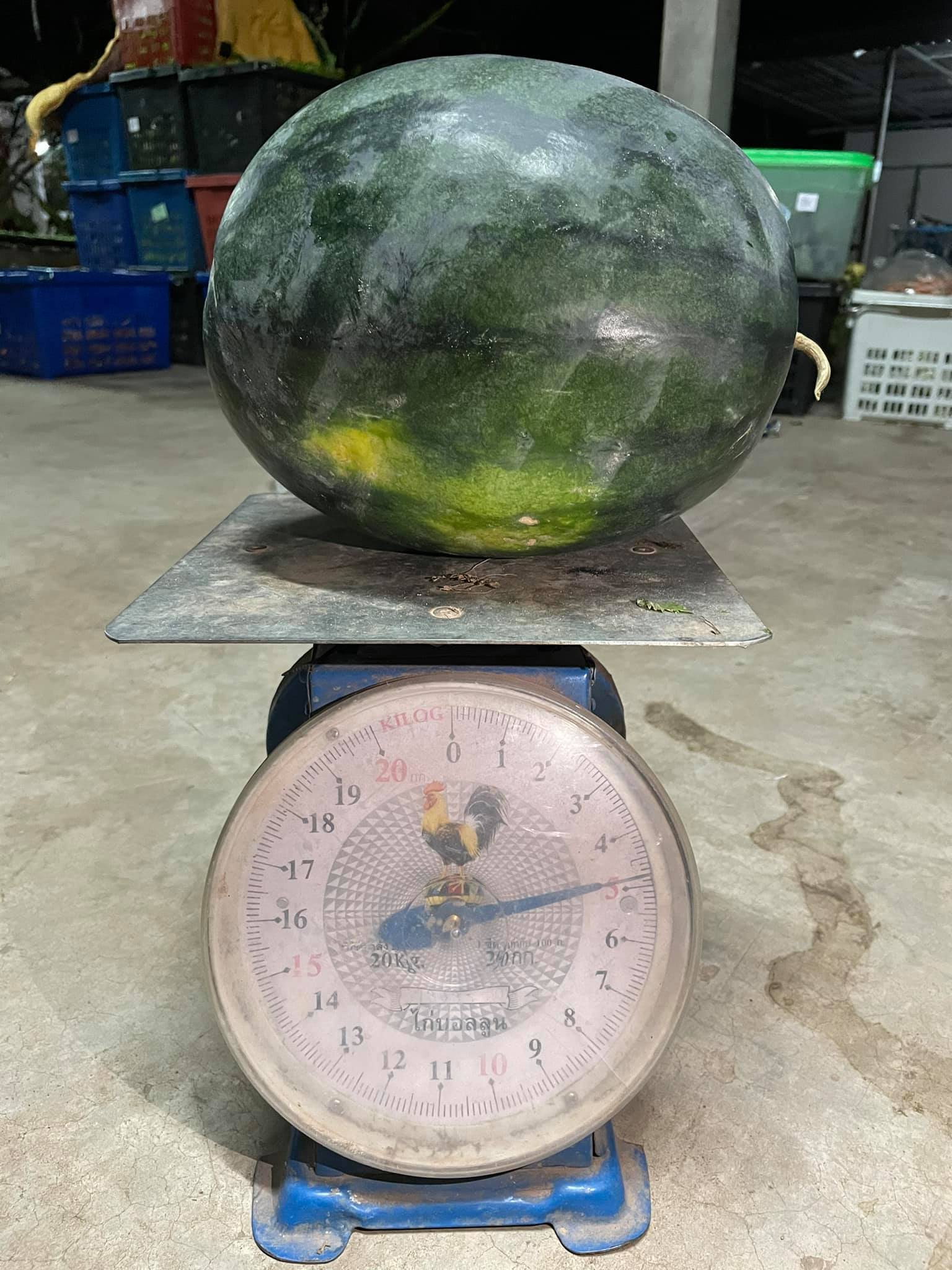 แตงโมอินทรีย์ 100%