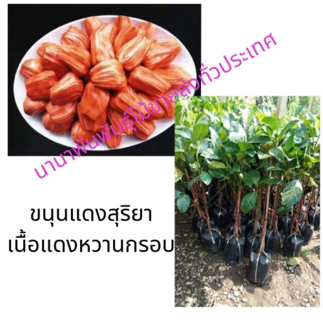 ต้นขนุนแดงสุริยา เป็นขนุนเนื้อสีแดงน่าทาน เนื้อแดงหวานกรอบปลูกง่าย ต้นขนุนยงนิยมปลูกในบ้านเพื่อหนุนให้บ้านเจริญรุ่งเรือง