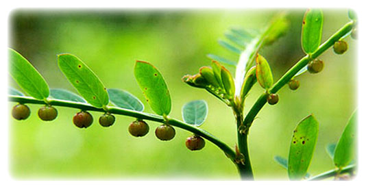 ชาลูกใต้ใบ บรรจุ 20 ซอง